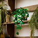 LEGO®Botanicals: Poto Dorado Colgante (11512)_012