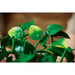 LEGO®Botanicals: Poto Dorado Colgante (11512)_009